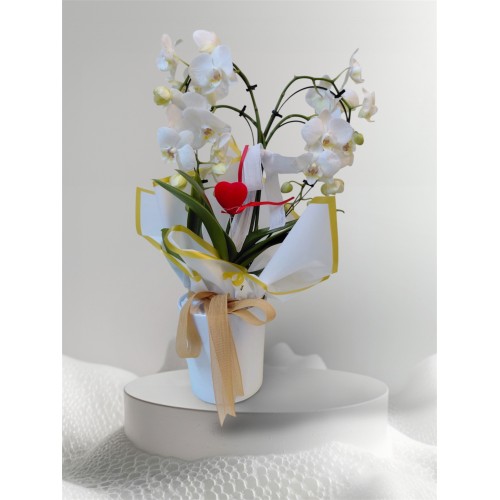 Beyaz Orkide Cift Dalli