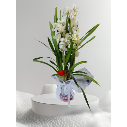 Beyaz Sipidyum Orkide