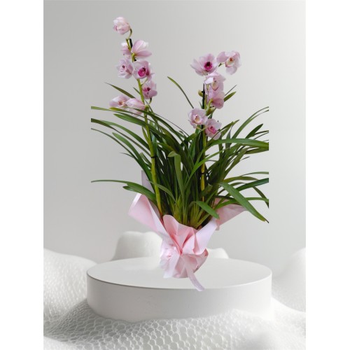 Pembe Sipidyum Orkide