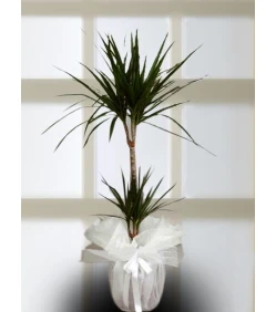2er-Set Drachenbaum (Dracaena marginata) im Topf