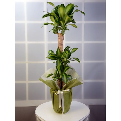 3 lü Dracena Massengena  Saksı Çiçeği.