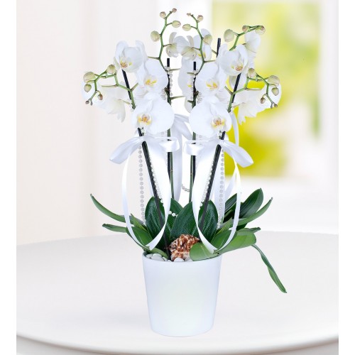 4 Dal Beyaz Phalaenopsis Orkide