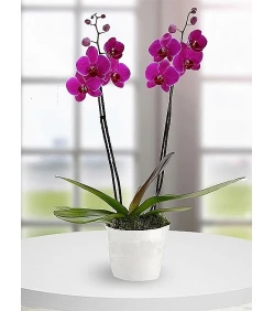 Lila Orchidee mit zwei Rispen
