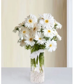 Weiße Gerbera in einer Vase