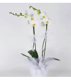 Orchidee im Topf (zwei Rispen, weiß)