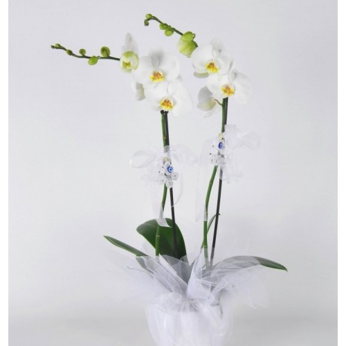 Saksıda Orkide (Çift Dallı Beyaz)