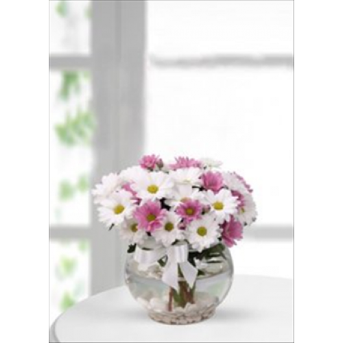 Pembe Gerbera ve Papatyalar