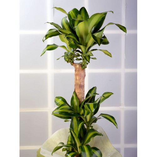 3 lü Dracena Massengena  Saksı Çiçeği.