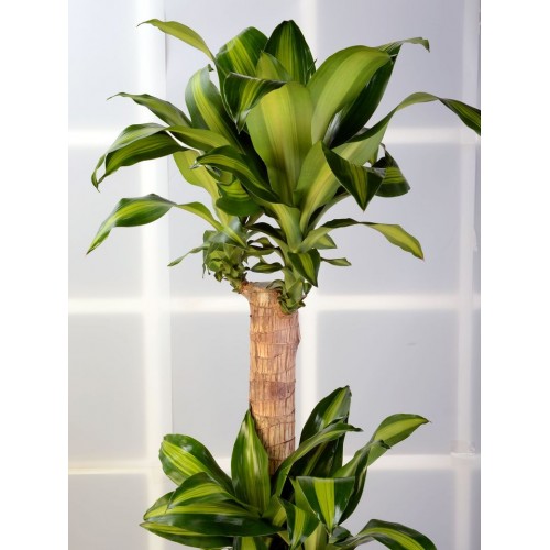 3 lü Dracena Massengena  Saksı Çiçeği.